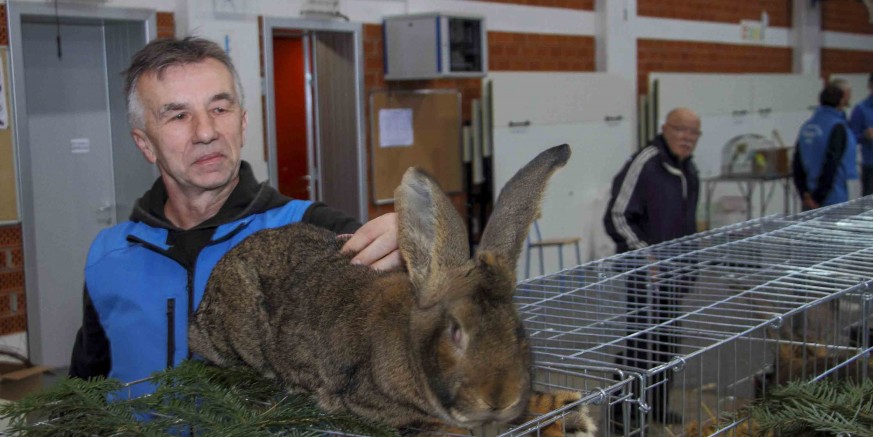 DRUŠTVO FAUNA Ovog vikenda u Ivancu izložba malih životinja s oko 600 kunića, ptica pjevica, papiga, golubova, peradi, pitona, patuljastih ovčica