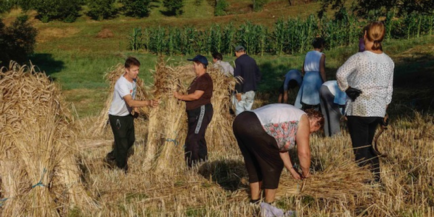 OČUVANA BAŠTINA Tradicionalna žetva hrži na OPG-u Habunek u Radovanu