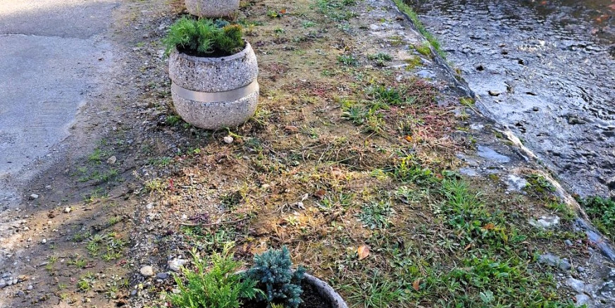 JESENSKA SADNJA Nastavlja se ozelenjivanje javnih površina – lovor višnja kod Pesek parka, žardinjere u Radićevoj