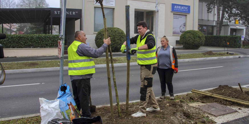 NOVO ZELENO RUHO IVANCA Završena sadnja drvoreda javora u Nazorovoj i Gajevoj ulici, počela sadnja drvoreda ivanečkih lipa u Poslovnoj zoni Ivanec