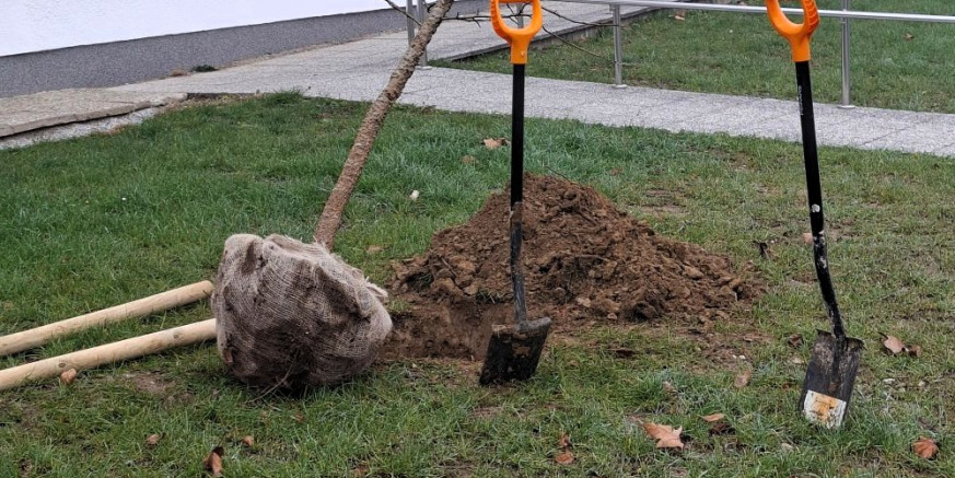 NOVI MINI DRVORED Likvidambari i ispred zgrade Policijske postaje Ivanec