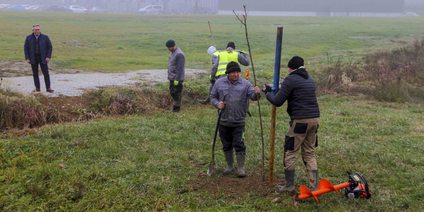 ZAVRŠENI RADOVI NA ZELENOJ URBANOJ OBNOVI IVANCA IZ PROGRAMA 2025. Na istočnom ulazu u Ivanec i u Poslovnoj zoni zasađena 101 klonirana lipa