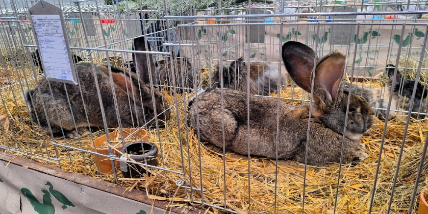 IZLOŽBA MALIH ŽIVOTINJA (3. i 4. SIJEČNJA) Društvo Fauna poziva vas da obiđete izložbu s oko 600 kunića, ptica, golubova, peradi…