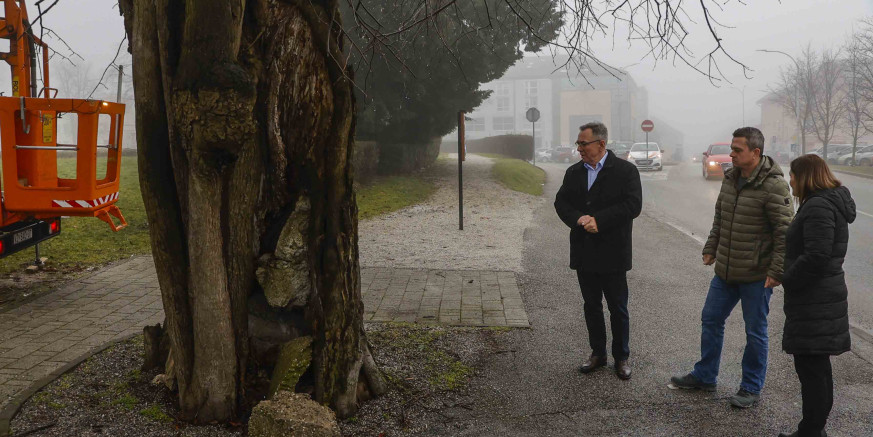 IVANEČKA LIPA Grad Ivanec nastavlja s projektom kloniranja stare lipe; s matičnog stabla danas orezano više stotina plemki za uzgoj kloniranih mladica