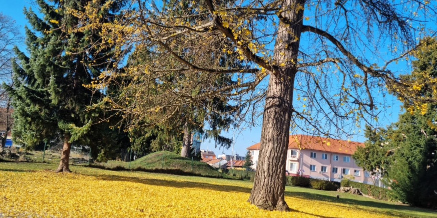 IVANEC, UKLJUČI SE U IZBOR STABLA GODINE! Dajte svoj glas 130 godina starom ginku iz nekadašnjeg engleskog perivoja Božidara pl. Kukuljevića Sakcinskog – šerajte ovu objavu!