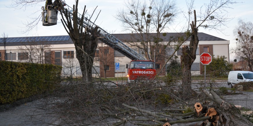 Ruši se stari drvored u Arnoldovoj ulici – centralna trulež zahvatila 95 posto stabala
