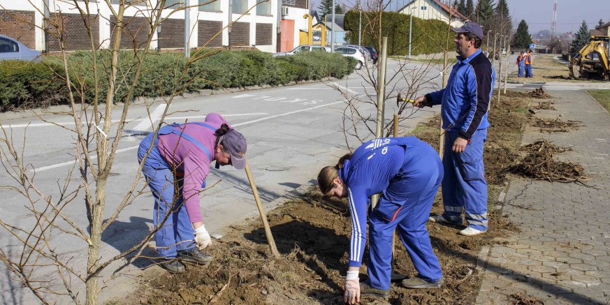 Novi drvored: Počela je sadnja likvidambara u Kumičićevoj ulici