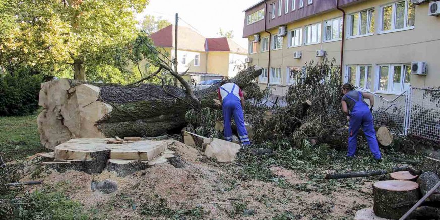 Uklanjaju se stabla iz parka srušena u olujama - drvo za ogrjev siromašnima