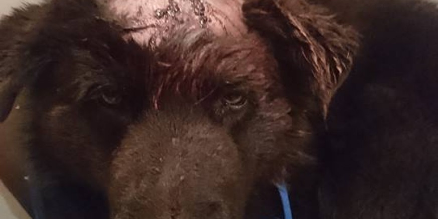 Grad Ivanec podmirit će troškove liječenja divljački pretučenog psa pronađenog u šumi na Horvatskom