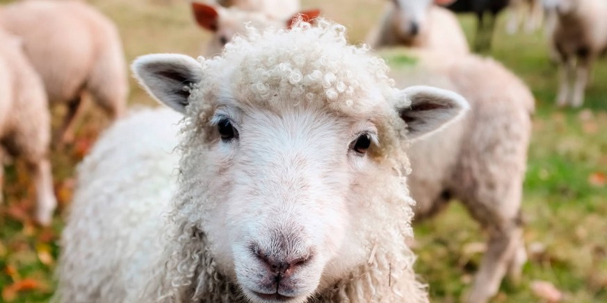 Poziv na suradnju OPG-ovima s područja grada Ivanca zainteresiranima za ovčarsku proizvodnju