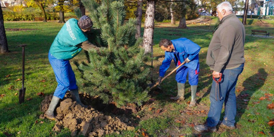 REKONSTRUKCIJA GLAVNOG PARKA  Počela sadnja 65 mladih stabala i 906 grmova