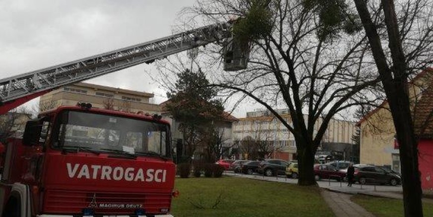 ZBOG OPASNOSTI ZA SIGURNOST GRAĐANA Uklonjena lipa ispred poslovno-stambenih zgrada u centru Ivanca